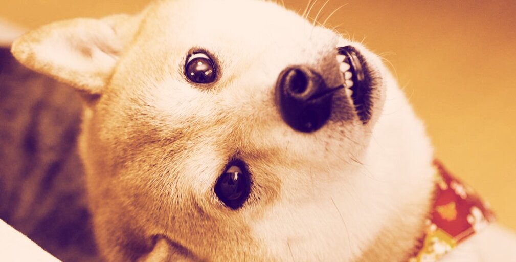 the-real-dogecoin-dog-is-recovering-from-vestibular-disease-decrypt