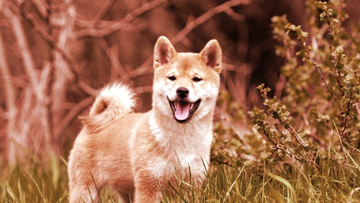 Coinbase Pro to Open Up Trading for Dogecoin Rival SHIB