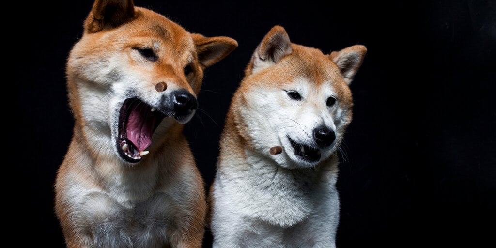High Canines: Floki, Bonk, and Dogwifhat Costs Rise as Bitcoin and Ethereum Cool