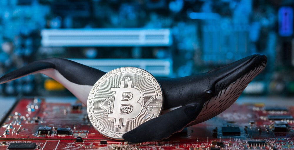 Bitcoin Whales Are Again to Shopping for Up BTC, Evaluation Reveals