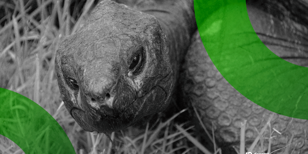 Solana Meme Coin Linked to Death Hoax for 194-Year-Old Tortoise—Who Is Very Much Alive - Decrypt