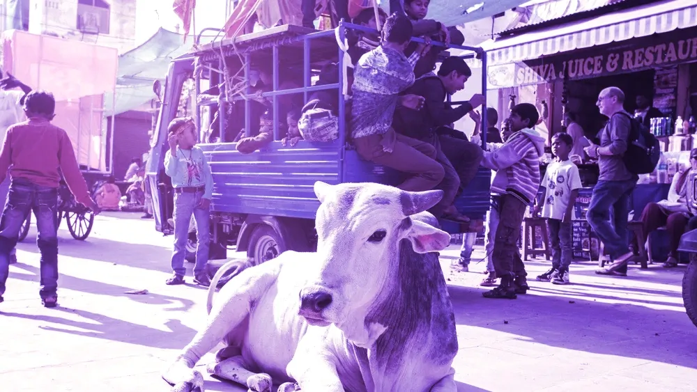Holy cow in the street of Pushkar city, India, February 13, 2018; Shutterstock ID 1062194396; Purchase Order: ; Job: ; Client/Licensee: decryptmedia; Other: