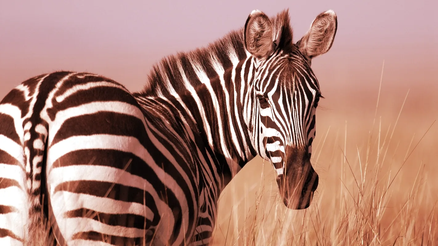 Parity builds Zebra to make it easy for developers to build on Zcash

