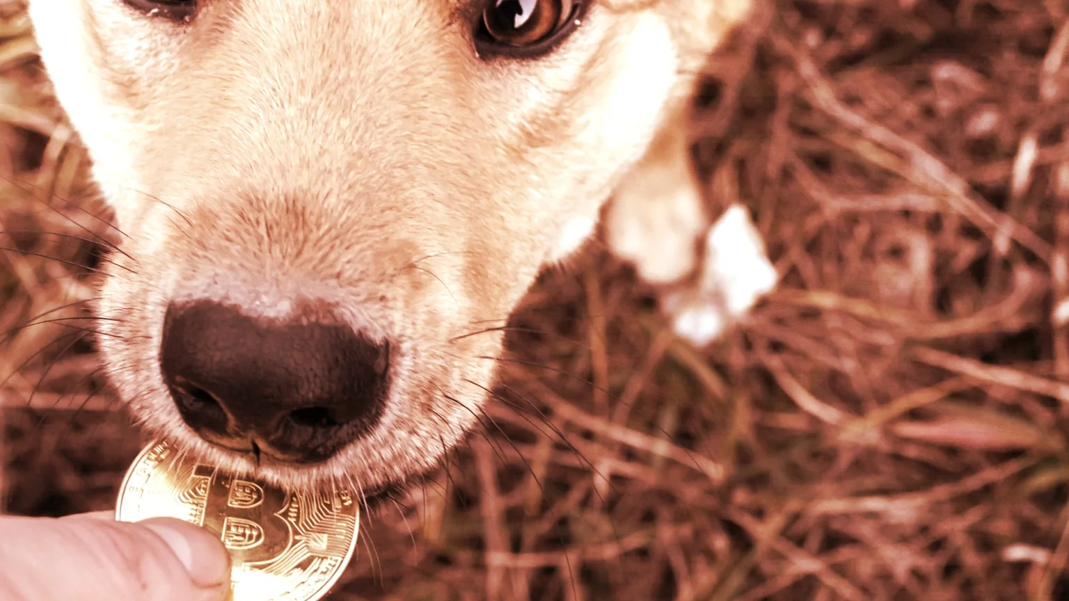 Man names dog Bitcoin. Image: Shutterstock