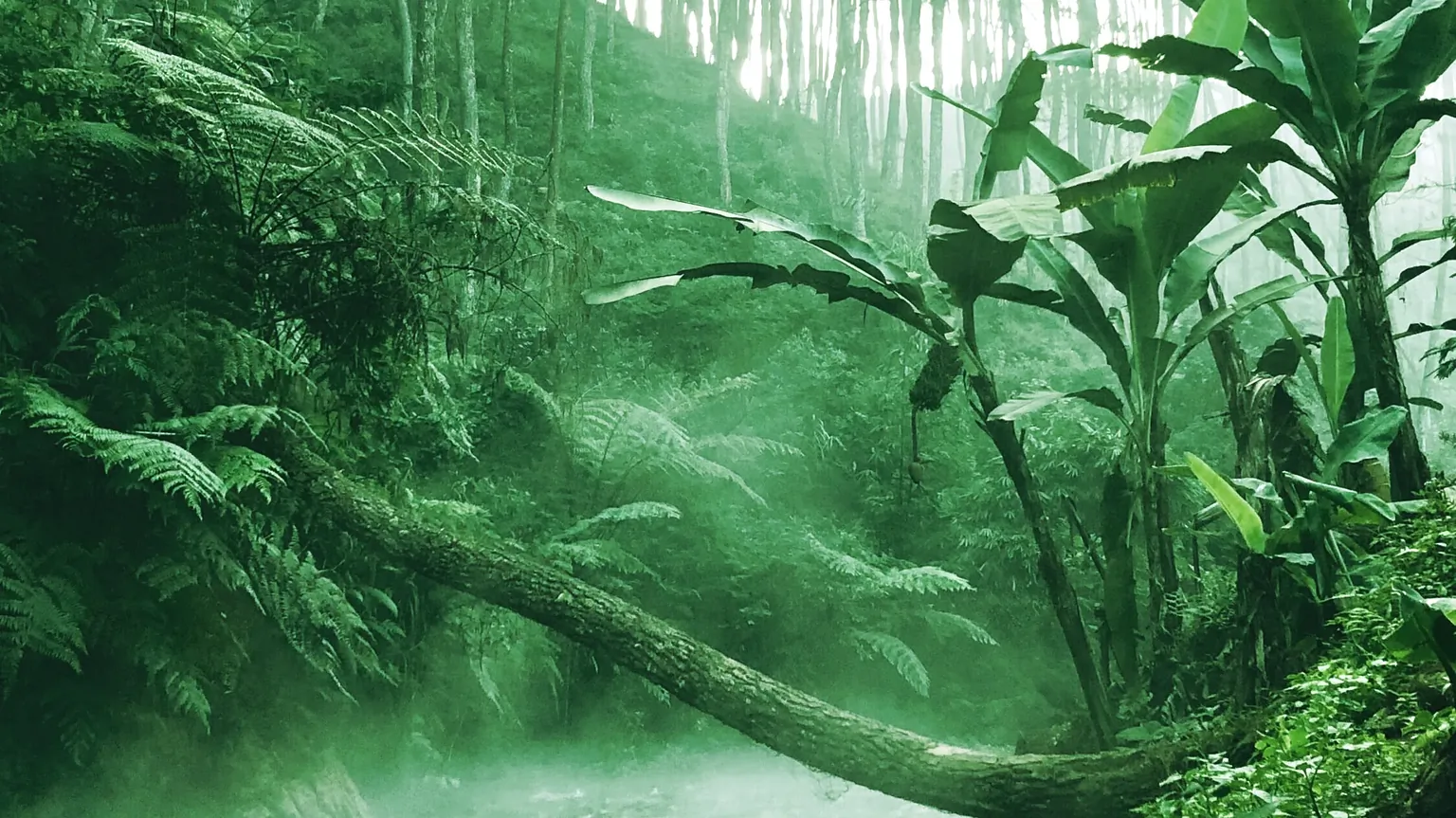A rainforest in Brazil. Image: Unsplash