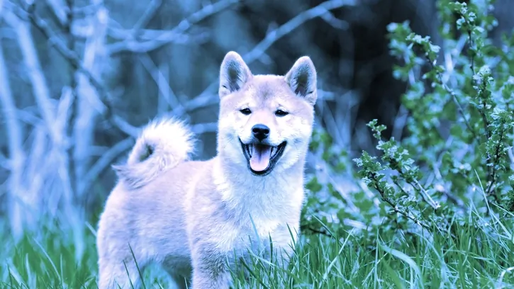 A Shiba Inu dog. Image: Shutterstock.