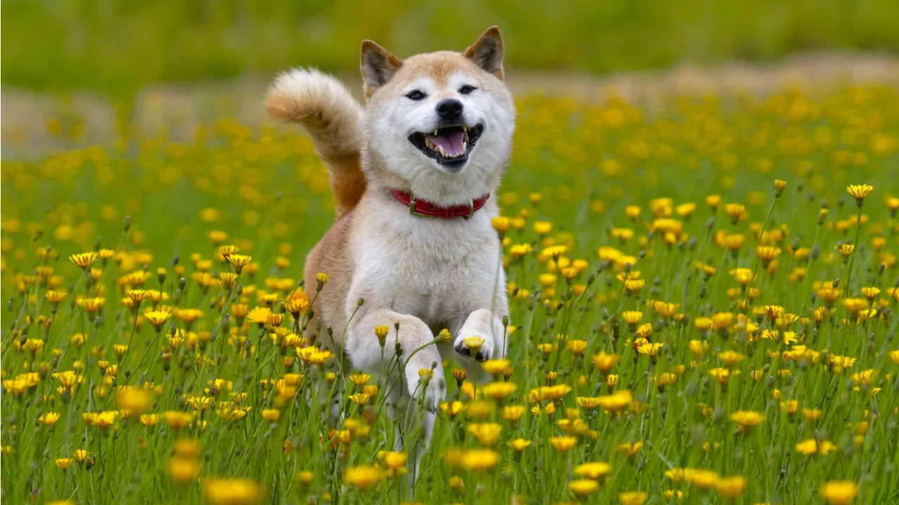 A shiba inu running in a field of dandelions