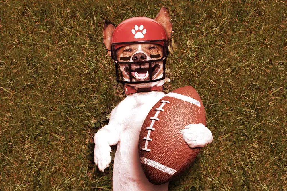 Puppy football. Image: Shutterstock
