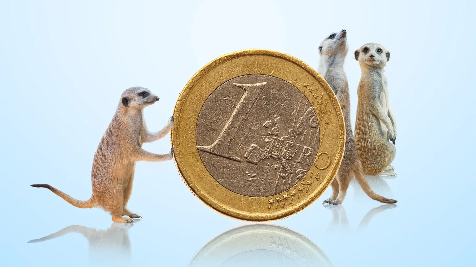 Meerkats and Money