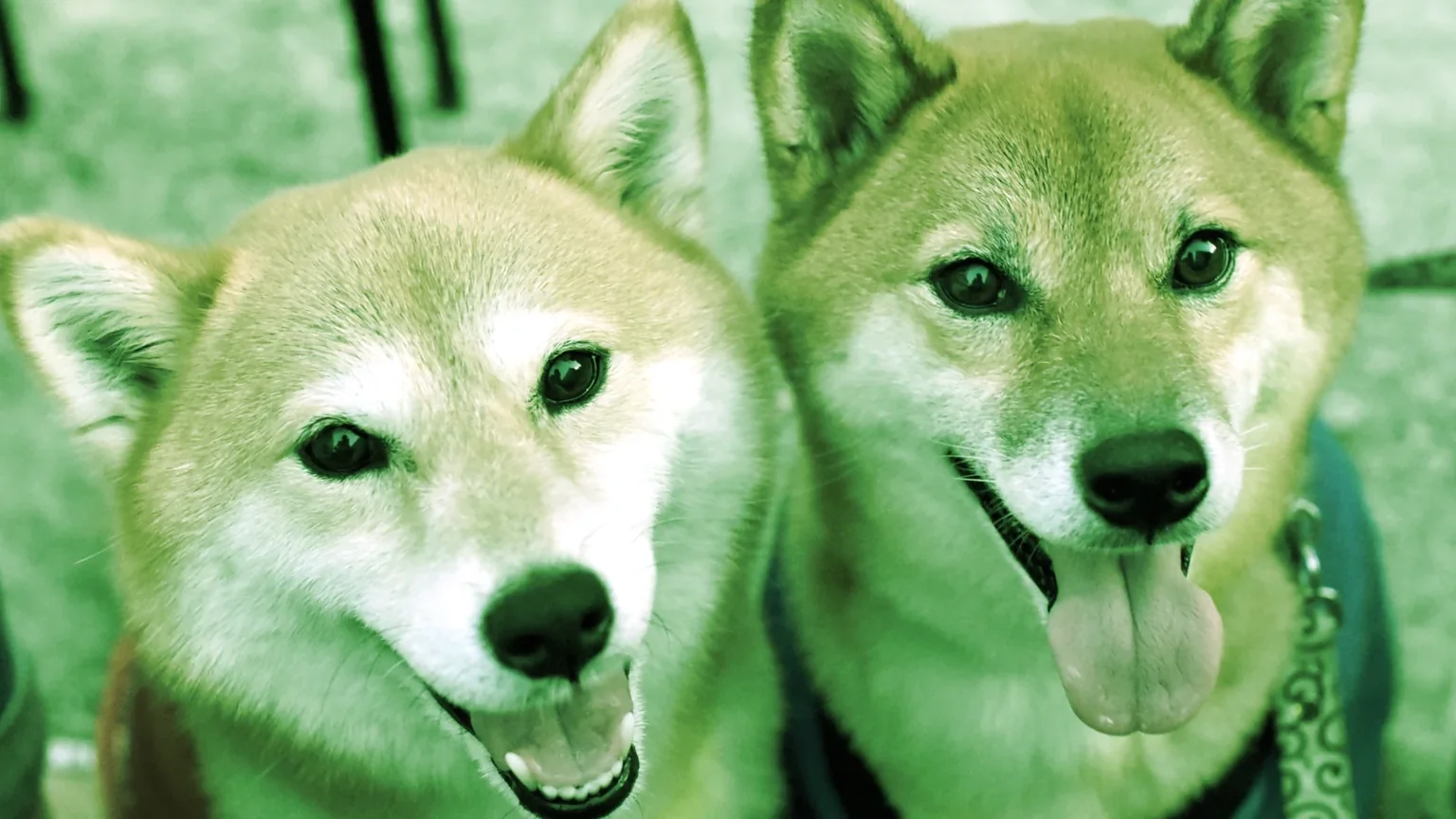 Shiba Inu and Dogecoin are popular cryptocurrencies named after dogs. Image: Shutterstock.