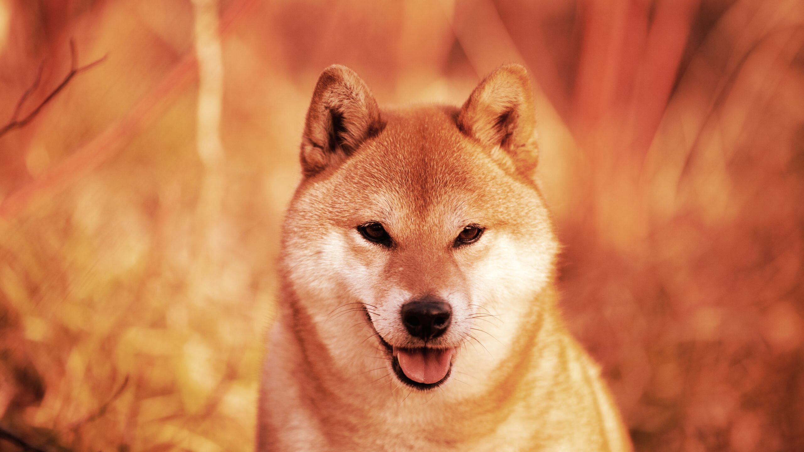 Dogecoin Jumps 8% Overnight, Continuing Two-Week Rally