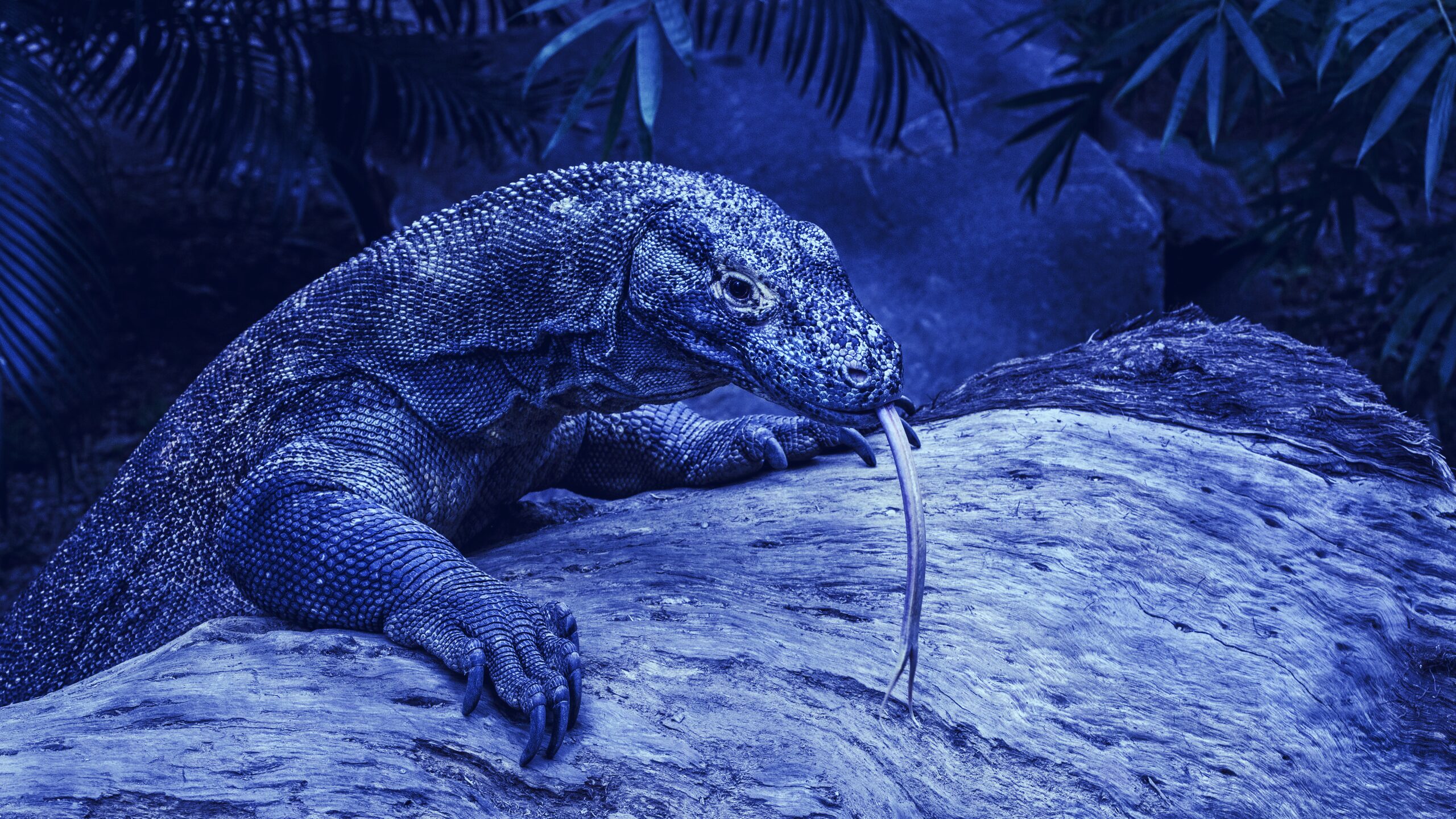 Binance to dish out Komodo staking rewards - Decrypt