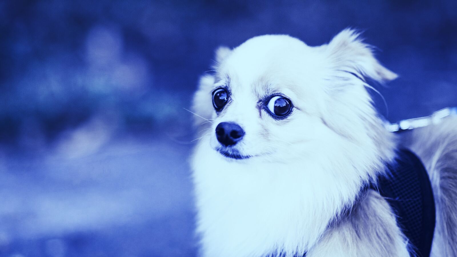 The hot new trend in Bitcoin Maximalism is...eating house pets? - Decrypt