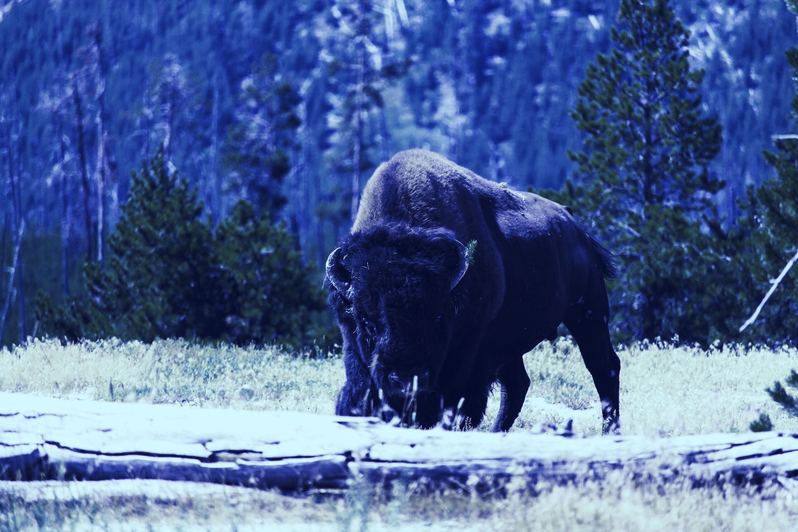 Coinbase, Blockchain Capital, Galaxy invest $25.5 million in Bison Trails -  Decrypt