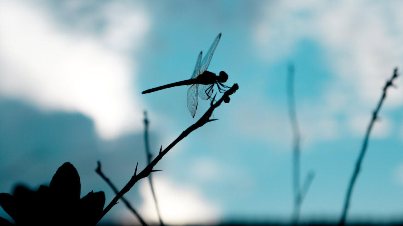 DOJ Weighs Charges Against Dragonfly Over Alleged Tornado Cash Ties
