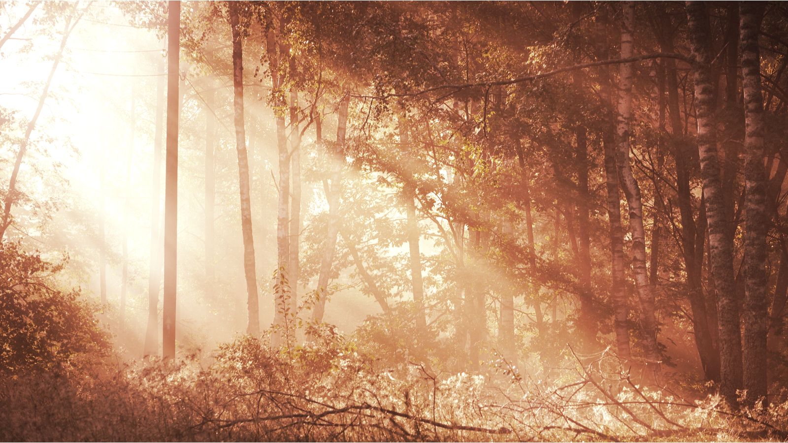 This NFT Self-Destructs If Global Temperature Rises Above 2°C