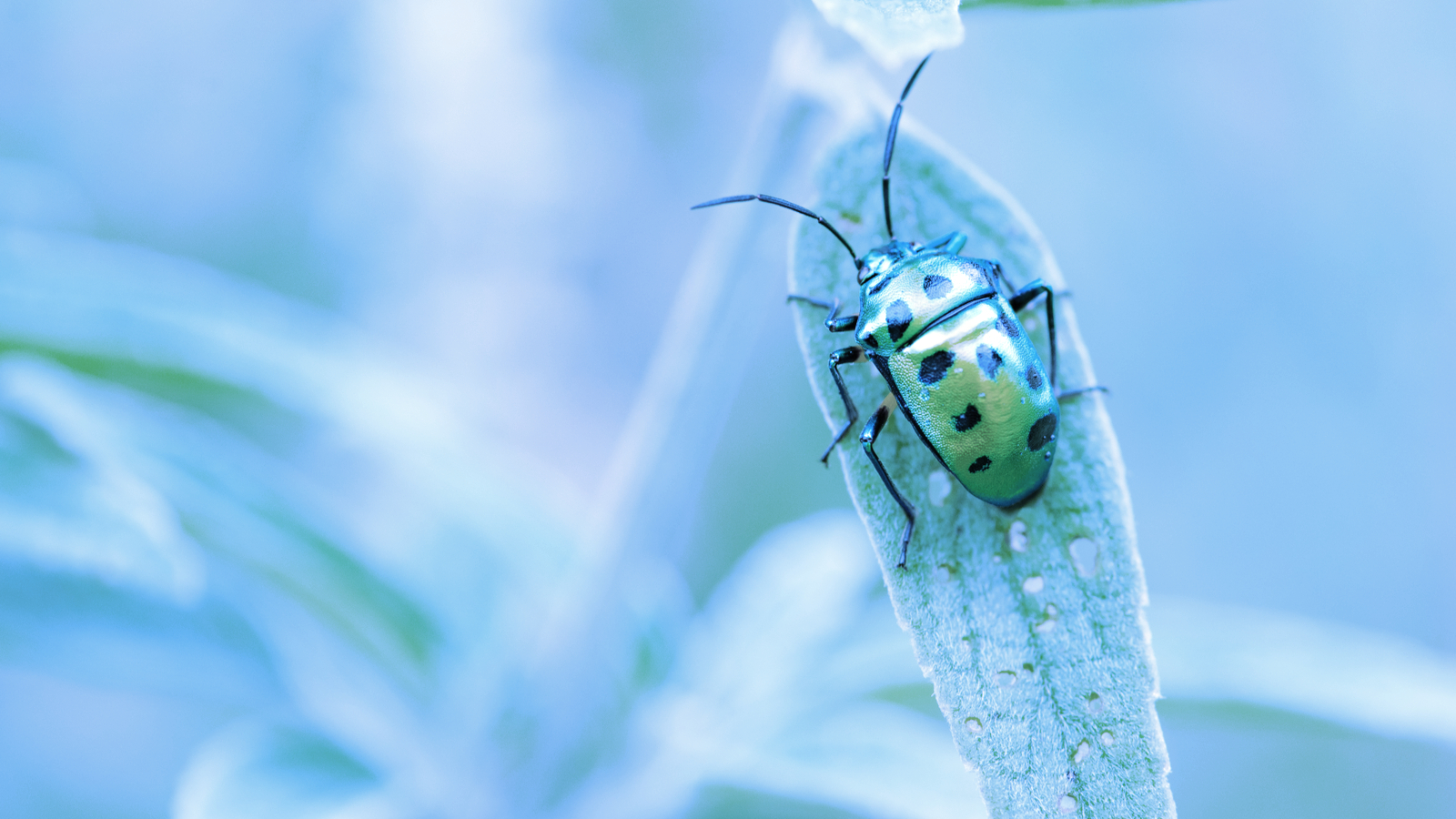 Poly Network To Offer $500,000 Bug Bounty After $600 Million Hack