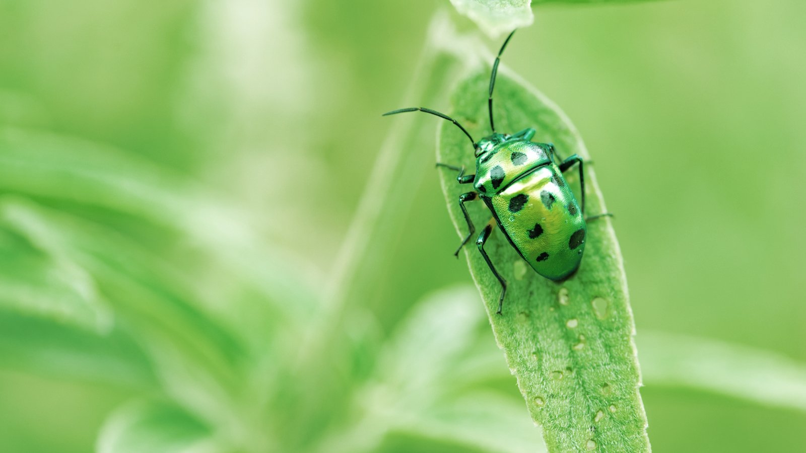 Bug bounties are rewards given to developers who find errors in codebases. Image: Shutterstock