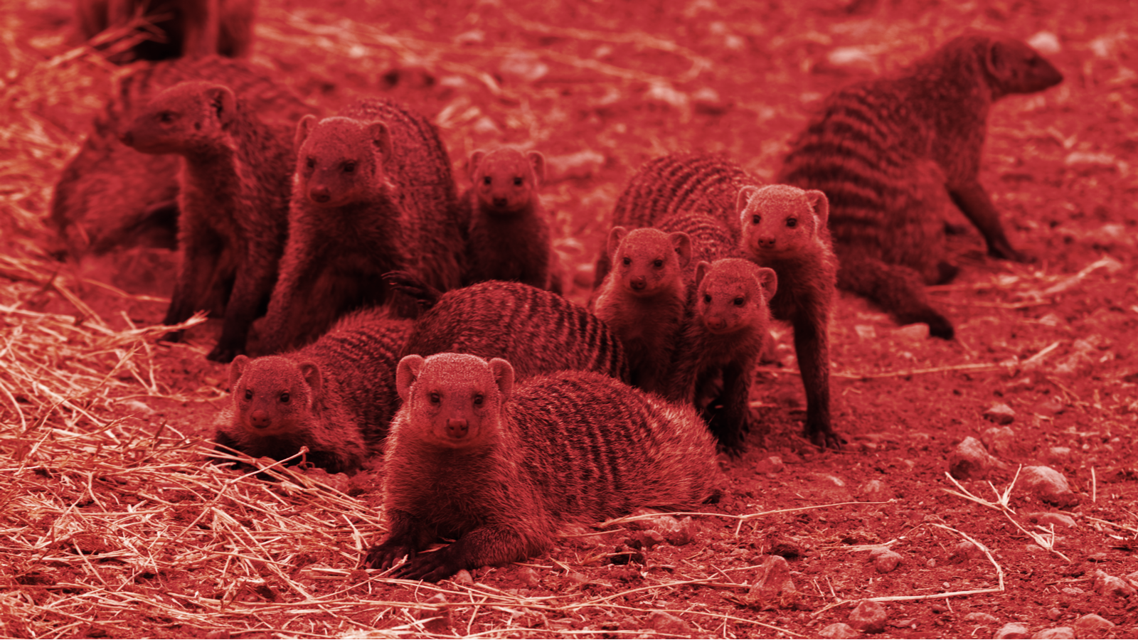 Congressional Hearing Spawns A Pack of Mongoose Coins