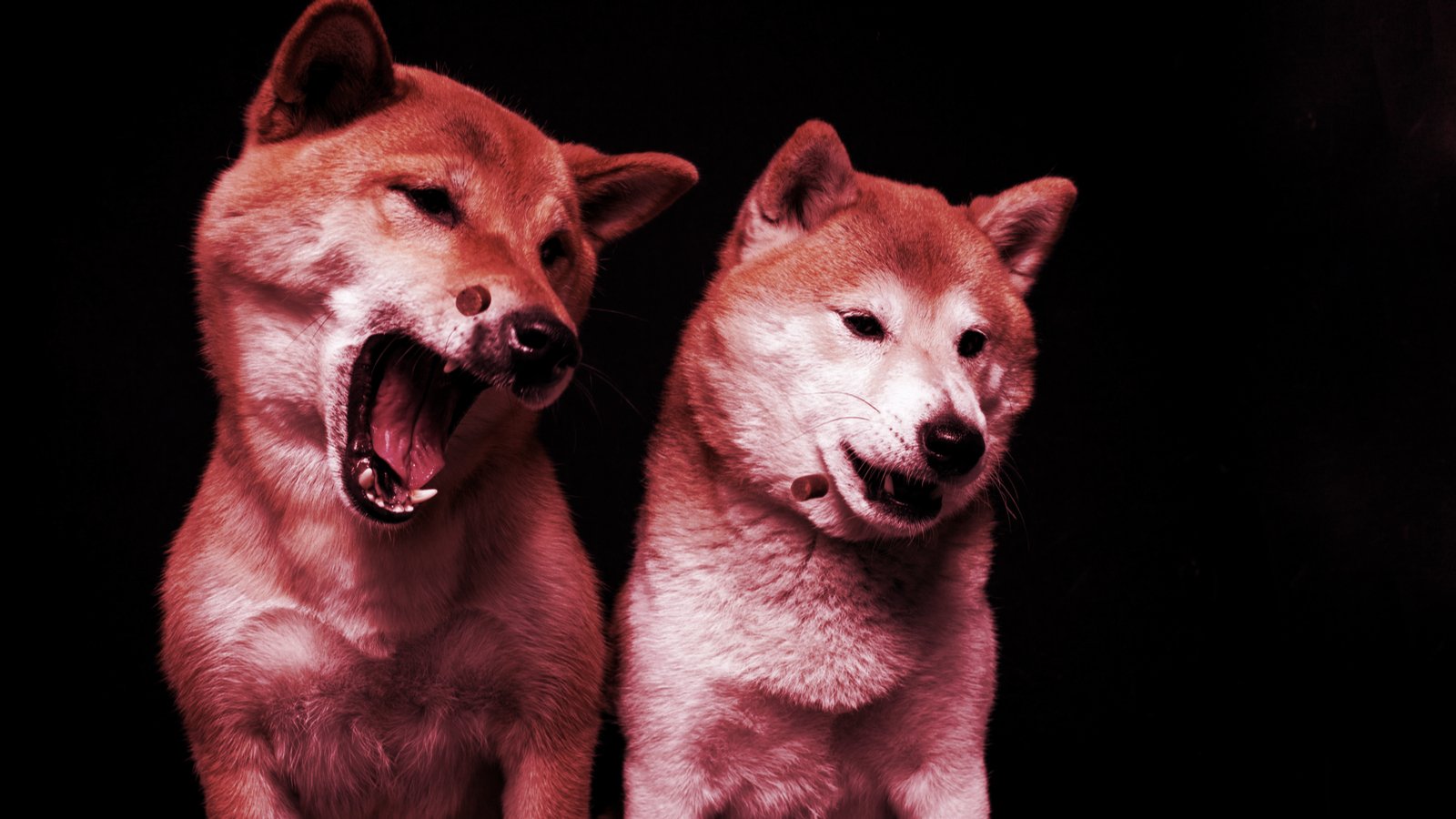 Dogecoin, Shiba Inu Tokens Suffer Week in Red as Investors Flee Meme Coins