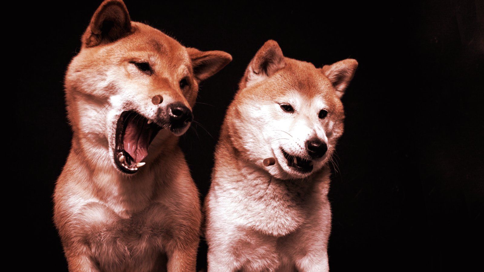 Shiba Inu Is Rebounding Faster Than Dogecoin After Crypto Crash