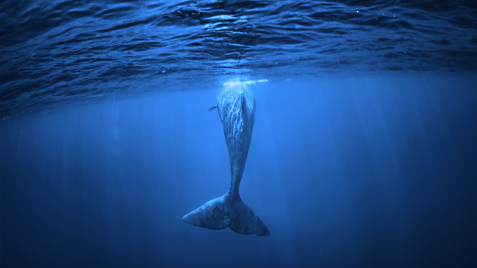 How The Juno Network DAO Voted to Revoke a Whale's Tokens