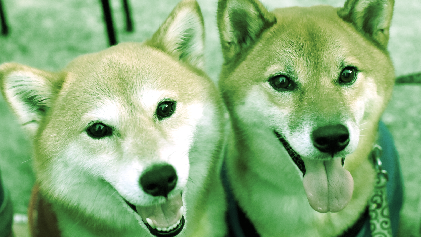 Shiba Inu, Dogecoin Up Double-Digits Over the Week