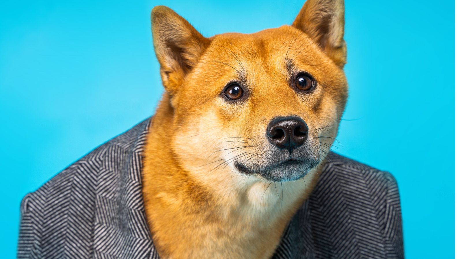 doge-dogecoin-shiba-inu-in-suit-jacket-gID_7.png