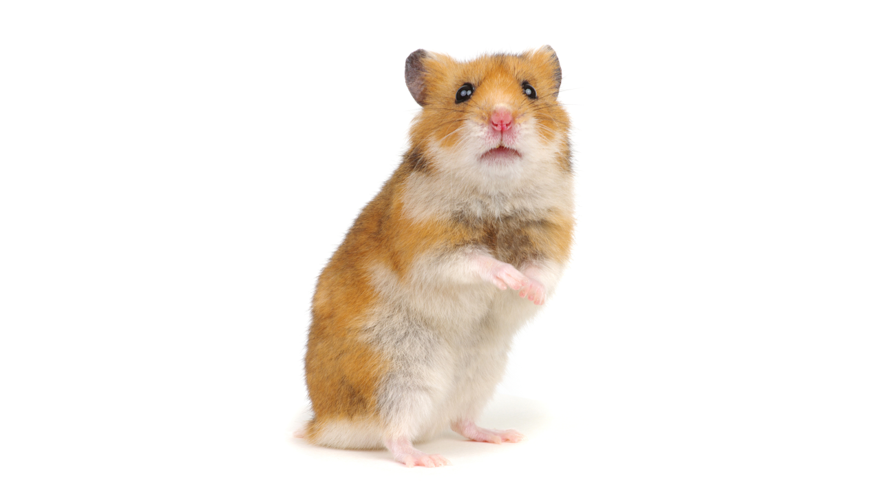 You Can Now Bet Crypto on Hamster Races. What Could Go Wrong?