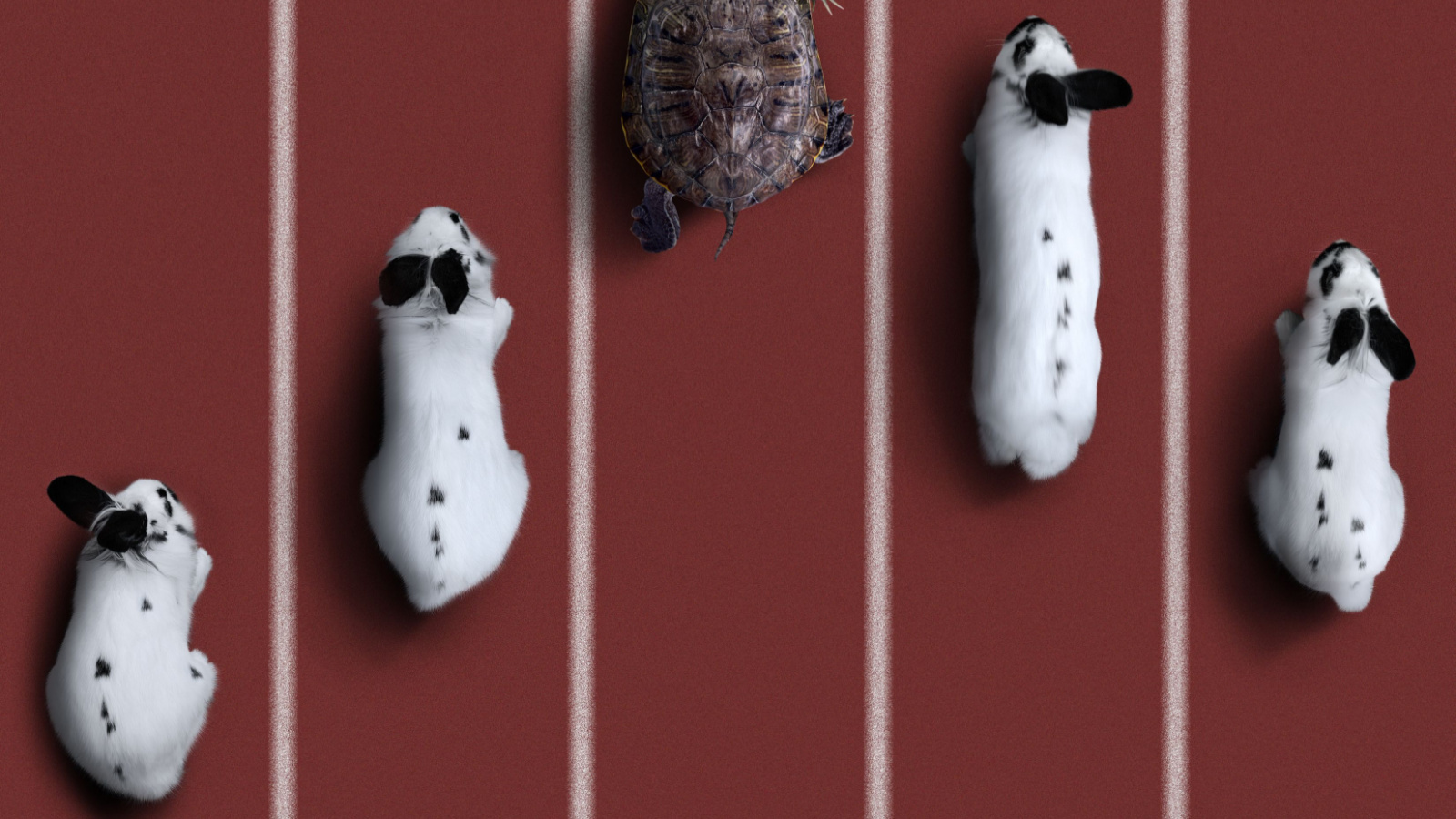 Bored of Hamsters Already? Degens Are Now Betting Crypto on Snails, Rats  and Rabbits - Decrypt