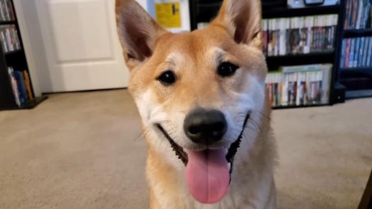 Shiba Inu Speedruns NES Game for 77,000 Viewers and Nearly Breaks His  Record - Decrypt
