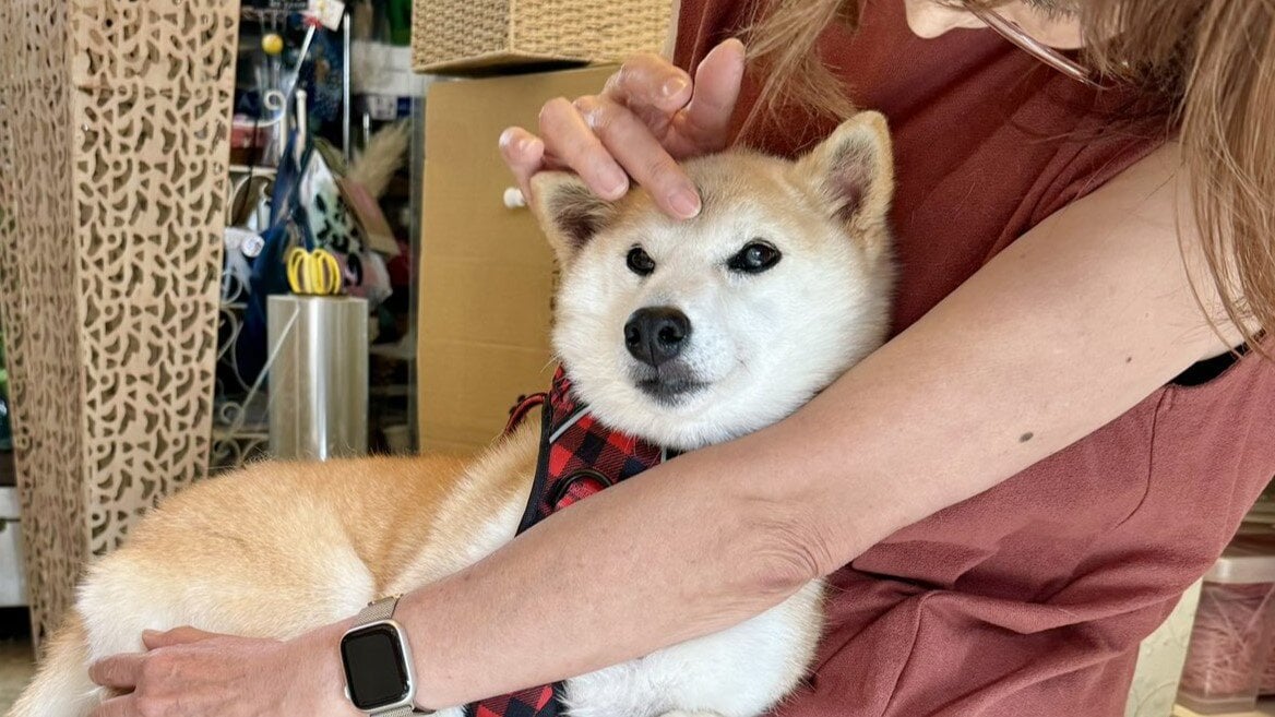 Meme Coin Drama Erupts Over Dogecoin Pup Owner’s New Shiba Inu Neiro