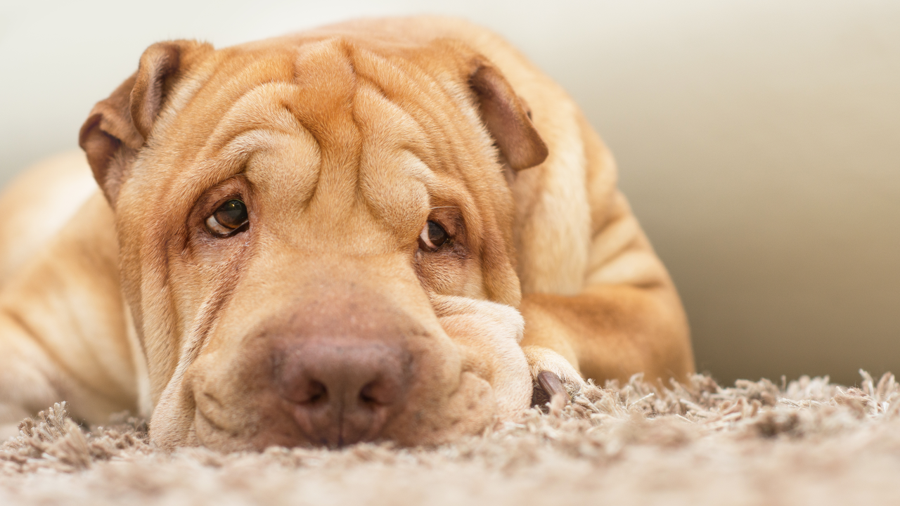 Solana Meme Coin Sharpei Plunges 96% in Seconds in Epic Rug Pull - Decrypt