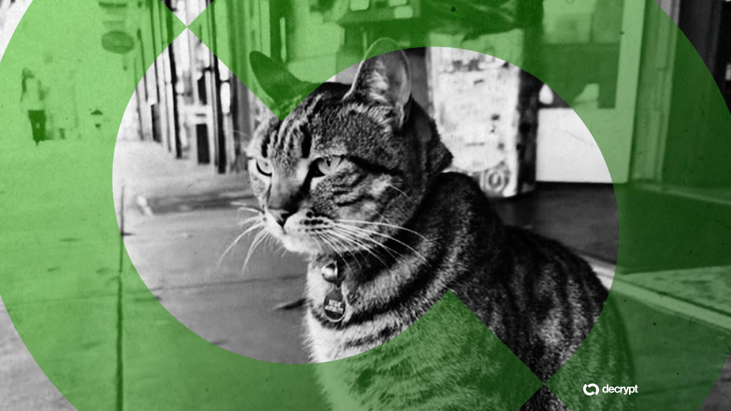 Bodega Cat Allegedly Killed by Self-Driving Car Gets Second Life via Meme Coins - Decrypt | Related Crypto Article