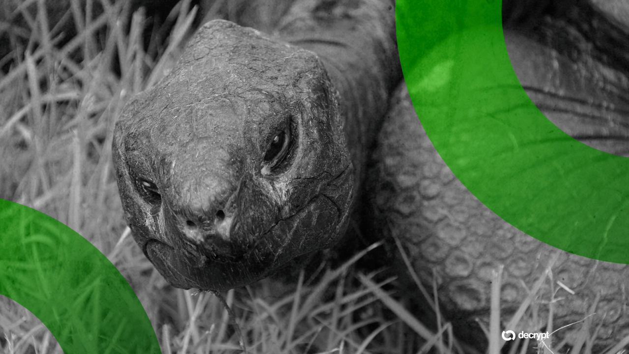 Solana Meme Coin Linked to Death Hoax for 194-Year-Old Tortoise—Who Is Very Much Alive