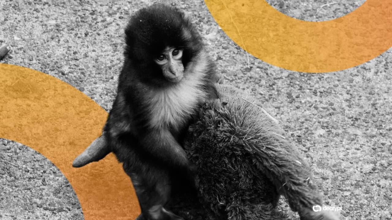 Americans Arrested in Japan for Entering Punch the Monkey’s Zoo Home to Promote Meme Coin