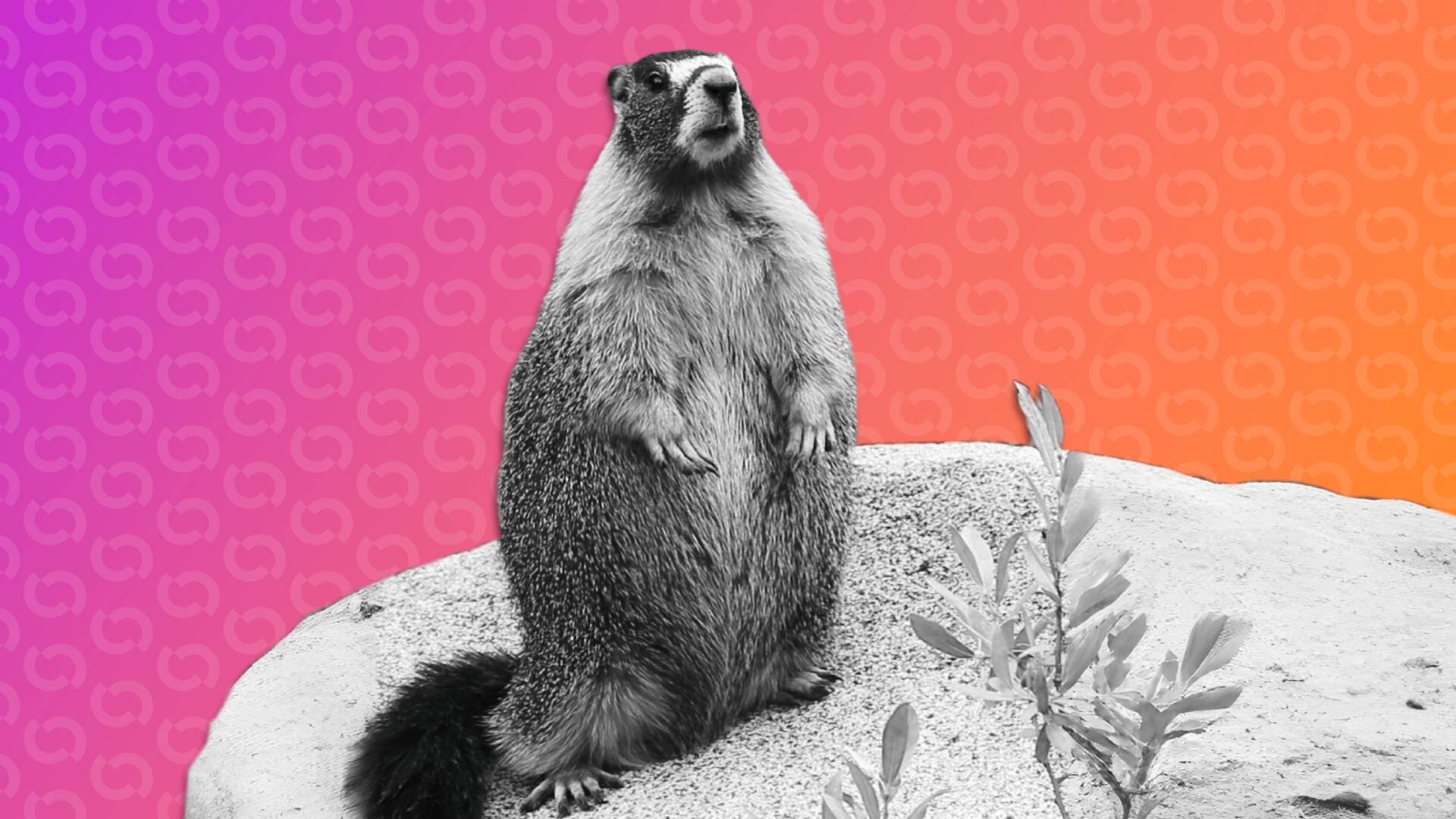 Marmot Researchers Turn to OnlyFans for Funding—And There Are Meme Coins Too